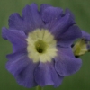 Primula Auricula Wedgwood - Abriachan Nurseries